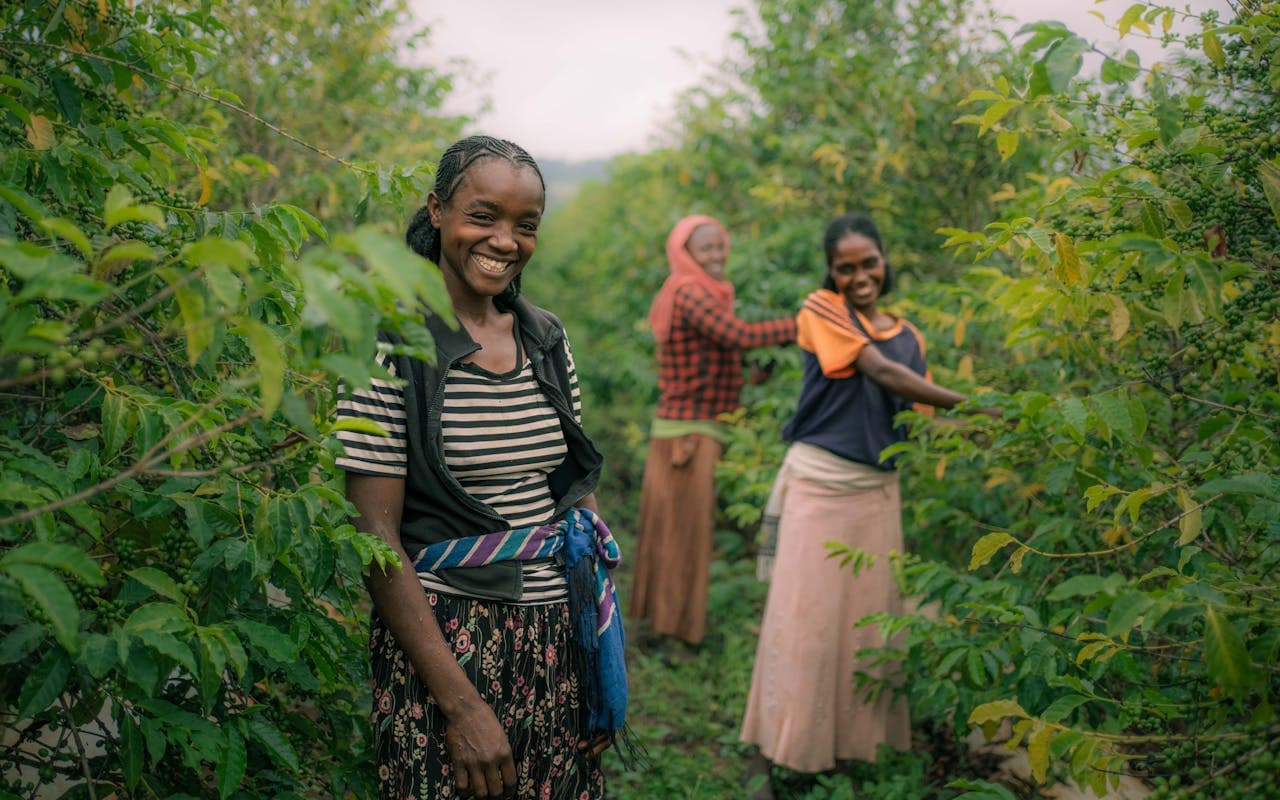Kenyan Arabica coffee beans ready for export