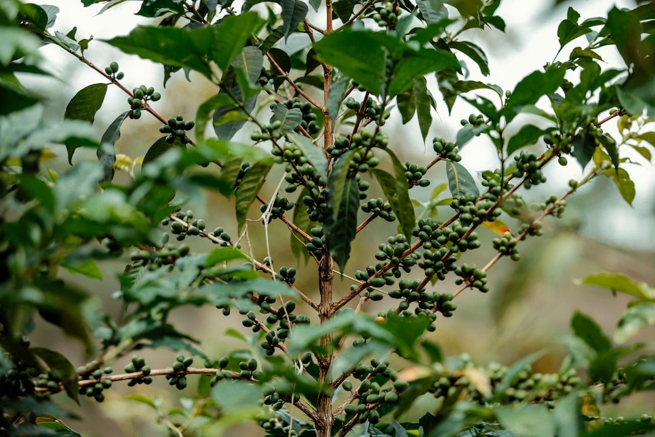 Premium Kenyan Arabica coffee beans