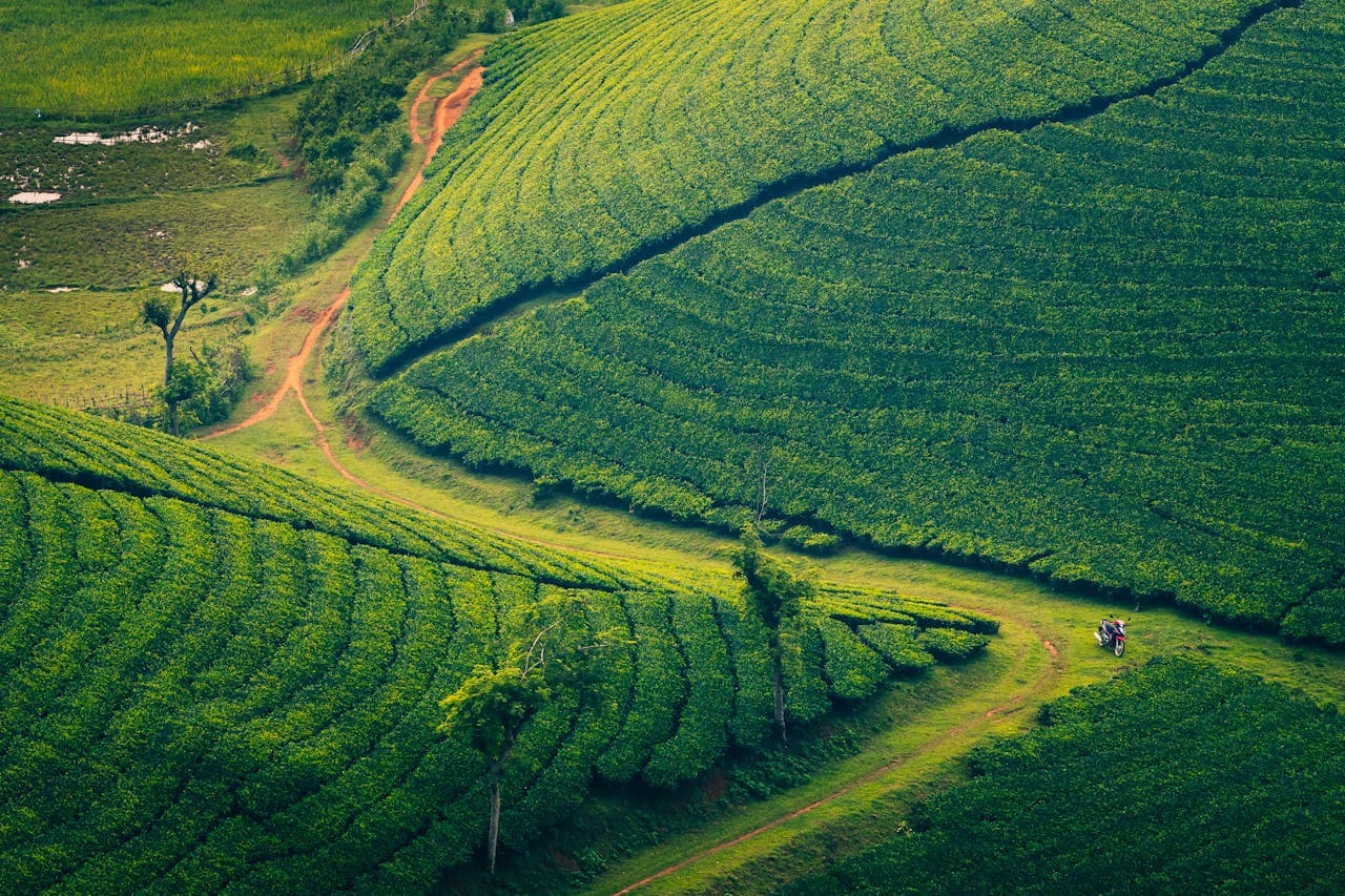 Kericho tea fields, Kenya highlands