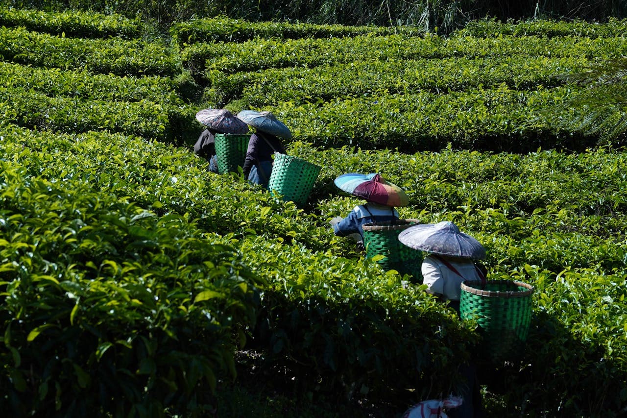 Kericho tea plantation Kenya highlands